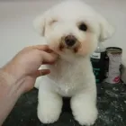 Business 6 image PUPPY CUTS Pet Grooming Services in Dublin IE


