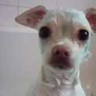 Business 7 image PUPPY CUTS Pet Grooming Services in Dublin IE


