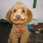 Business 8 image PUPPY CUTS Pet Grooming Services in Dublin IE


