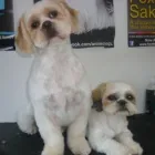 Business 9 image PUPPY CUTS Pet Grooming Services in Dublin IE


