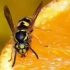 Business 6 image RENTOKIL PEST CONTROL NAAS BRANCH Travel & Tourism in Naas KE