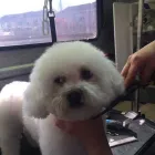 Business 1 image THE K9 CLUB MOBILE DOG GROOMING Shopping in Celbridge KE