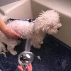 Business 4 image THE K9 CLUB MOBILE DOG GROOMING Shopping in Celbridge KE