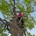 Business 1 image TREE SURGEON DUBLIN Tree Work & Forestry Services in Dublin IE


