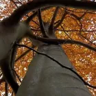 Business 3 image VAUGHAN TREE CARE Tree Work & Forestry Services in Clara OY