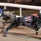 Business 1 image VIGOROUS BOARDING KENNELS Dog Breeders in Cashel TA