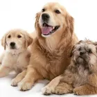 Business 2 image VIGOROUS BOARDING KENNELS Dog Breeders in Cashel TA