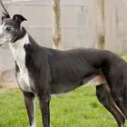 Business 3 image VIGOROUS BOARDING KENNELS Dog Breeders in Cashel TA