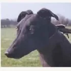 Business 5 image VIGOROUS BOARDING KENNELS Dog Breeders in Cashel TA