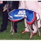Business 7 image VIGOROUS BOARDING KENNELS Dog Breeders in Cashel TA