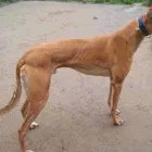Business 8 image VIGOROUS BOARDING KENNELS Dog Breeders in Cashel TA
