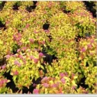 Business 2 image WOODSTOCK TREES & SHRUBS LTD Tree Work & Forestry Services in Carbury KE