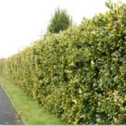 Business 3 image WOODSTOCK TREES & SHRUBS LTD Tree Work & Forestry Services in Carbury KE