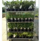Business 4 image WOODSTOCK TREES & SHRUBS LTD Tree Work & Forestry Services in Carbury KE