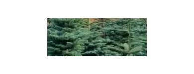Business 1 image CORK CHRISTMAS TREES Shopping in Cork CO