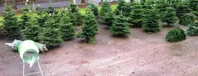 Business 4 image CORK CHRISTMAS TREES Shopping in Cork CO