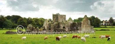 Business 1 image DAVID O'SHEA PHOTOGRAPHY Photographers in Dublin D