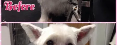 Business 1 image HAIRY MUTTS Pet Grooming Services in Firhouse D