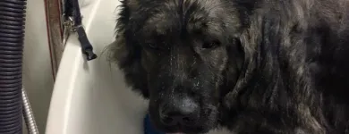 Business 2 image HAIRY MUTTS Pet Grooming Services in Firhouse D