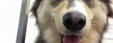 Business 3 image HAIRY MUTTS Pet Grooming Services in Firhouse D