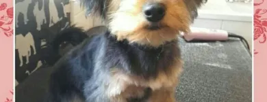 Business 1 image HAWT DOGZ Pet Grooming Services in Dublin IE


