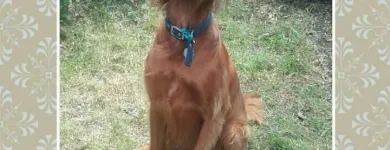 Business 2 image HAWT DOGZ Pet Grooming Services in Dublin IE


