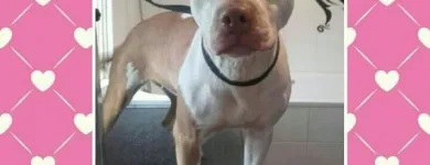 Business 3 image HAWT DOGZ Pet Grooming Services in Dublin IE


