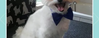 Business 4 image HAWT DOGZ Pet Grooming Services in Dublin IE


