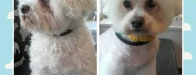 Business 5 image HAWT DOGZ Pet Grooming Services in Dublin IE


