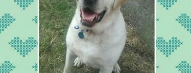 Business 7 image HAWT DOGZ Pet Grooming Services in Dublin IE


