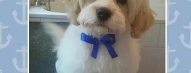 Business 8 image HAWT DOGZ Pet Grooming Services in Dublin IE


