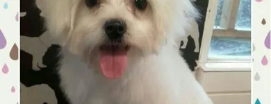 Business 9 image HAWT DOGZ Pet Grooming Services in Dublin IE


