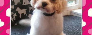 Business 10 image HAWT DOGZ Pet Grooming Services in Dublin IE


