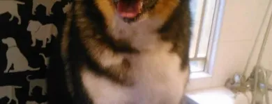 Business 11 image HAWT DOGZ Pet Grooming Services in Dublin IE


