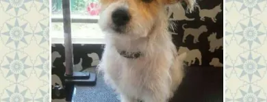 Business 12 image HAWT DOGZ Pet Grooming Services in Dublin IE


