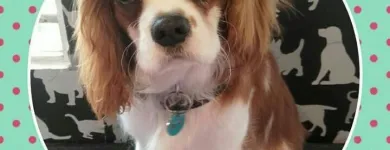 Business 13 image HAWT DOGZ Pet Grooming Services in Dublin IE


