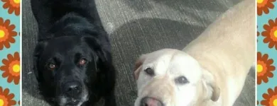 Business 14 image HAWT DOGZ Pet Grooming Services in Dublin IE


