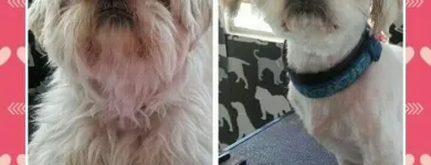 Business 15 image HAWT DOGZ Pet Grooming Services in Dublin IE


