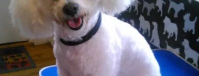 Business 18 image HAWT DOGZ Pet Grooming Services in Dublin IE


