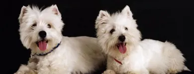 Business 1 image KINANE STUDIO - PHOTOGRAPHER & PHOTO RESTORATION Shopping in Dublin IE


