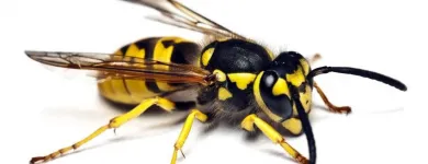 Business 2 image PESTPLUS Pest & Animal Control in Dublin IE


