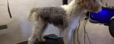 Business 5 image WAGGY TAILS DOG GROOMING Pet Grooming Services in Tipperary TA