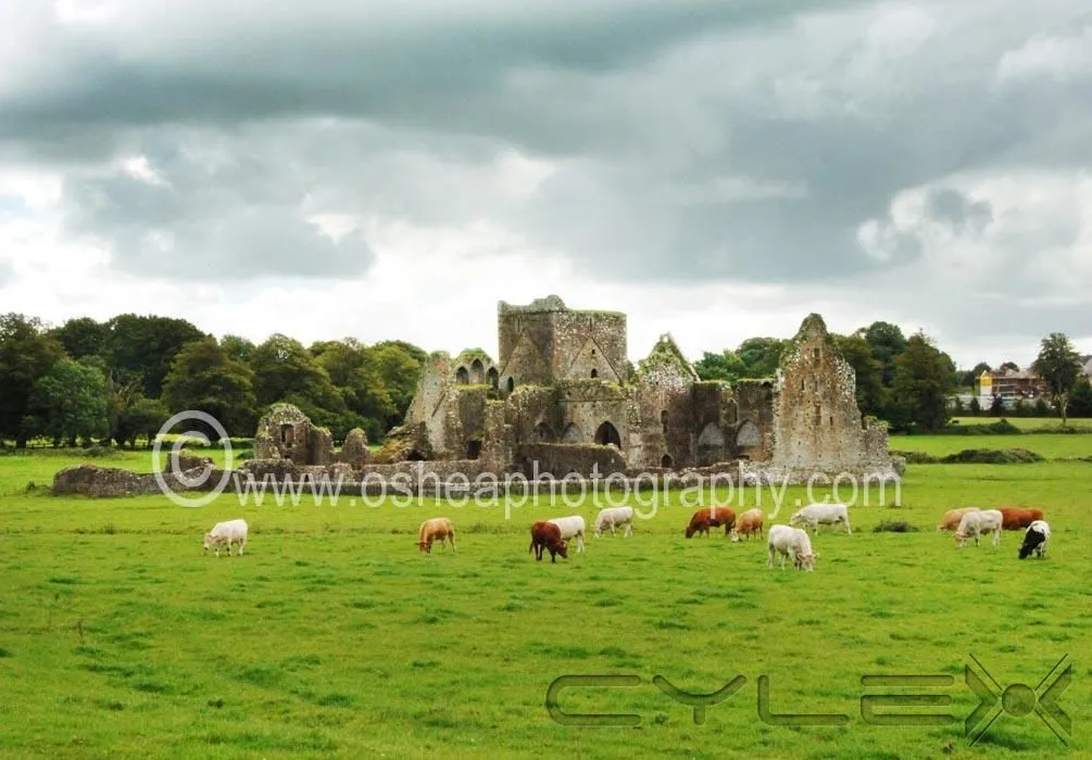 Business 1 image DAVID O'SHEA PHOTOGRAPHY