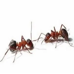 Business 1 image ES PEST CONTROL