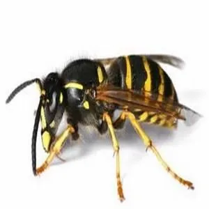 Business 2 image ES PEST CONTROL