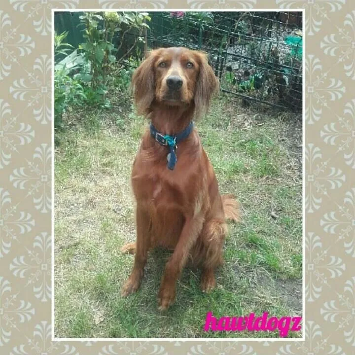 Business 2 image HAWT DOGZ