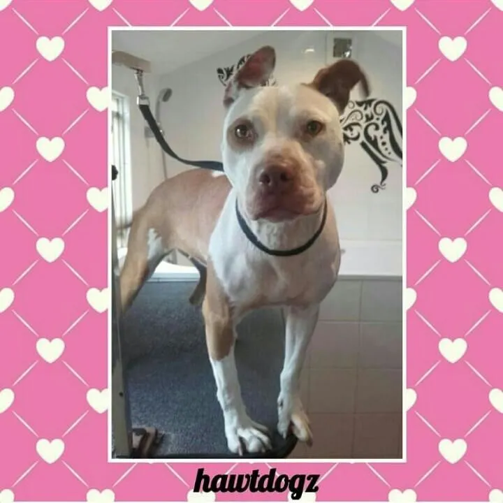 Business 3 image HAWT DOGZ