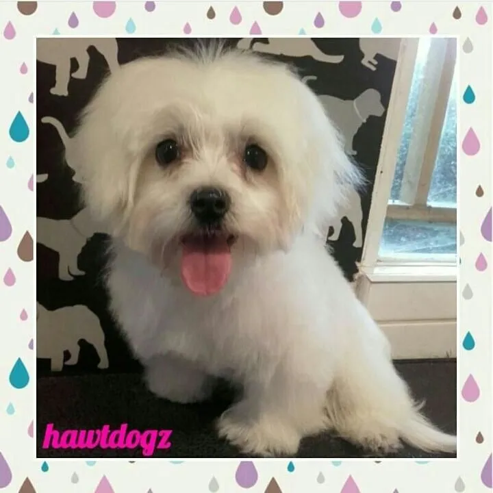 Business 9 image HAWT DOGZ