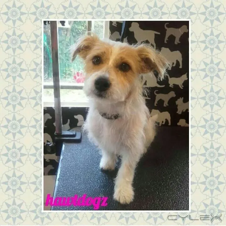 Business 12 image HAWT DOGZ