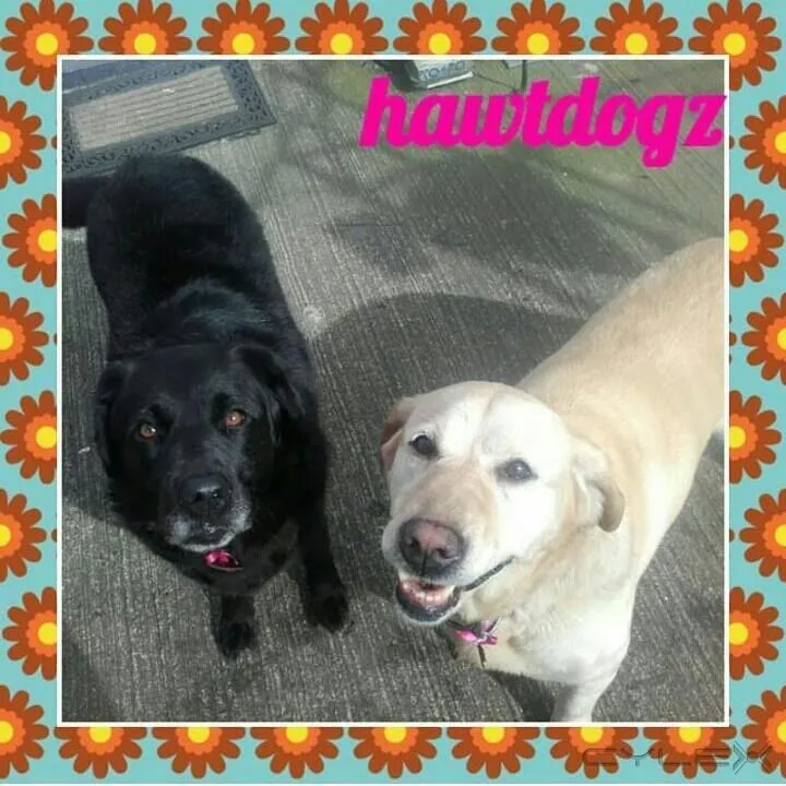 Business 14 image HAWT DOGZ